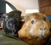 Avatar de l’utilisateur