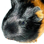 Avatar de l’utilisateur