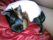 Avatar de l’utilisateur